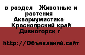  в раздел : Животные и растения » Аквариумистика . Красноярский край,Дивногорск г.